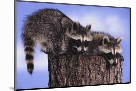 Two Raccoons-DLILLC-Mounted Photographic Print