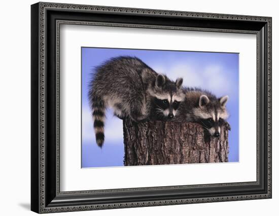 Two Raccoons-DLILLC-Framed Photographic Print