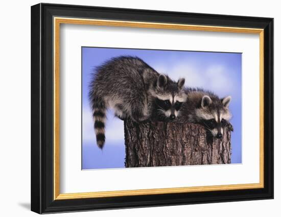 Two Raccoons-DLILLC-Framed Photographic Print