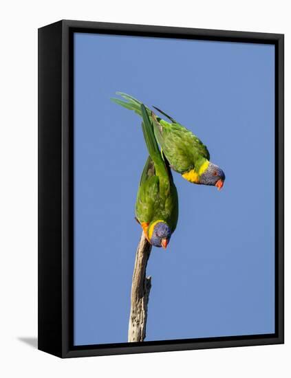 Two Rainbow Lorikeets in Southwest Australia.-Neil Losin-Framed Premier Image Canvas