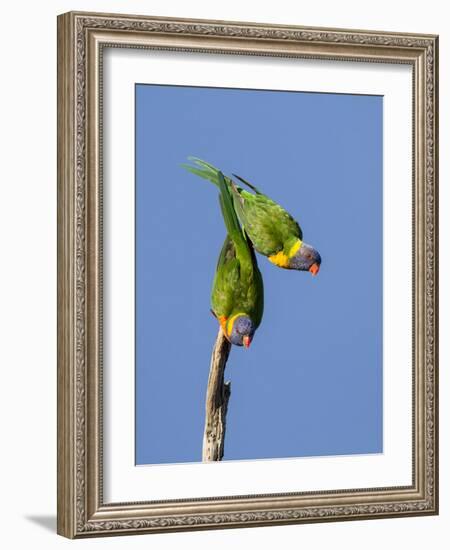 Two Rainbow Lorikeets in Southwest Australia.-Neil Losin-Framed Photographic Print