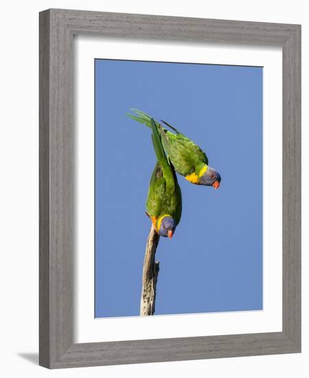 Two Rainbow Lorikeets in Southwest Australia.-Neil Losin-Framed Photographic Print