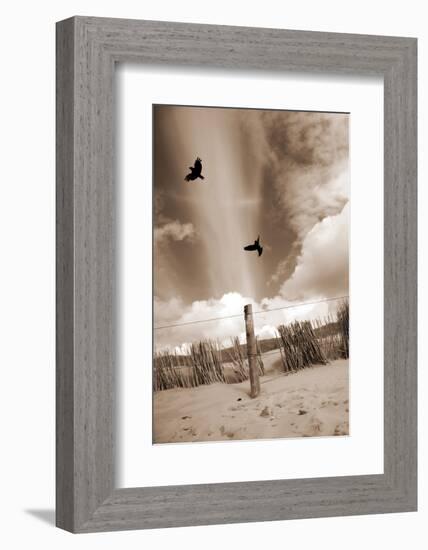 Two Raves Flying over the Dunes in Sepia Tones-Alaya Gadeh-Framed Photographic Print