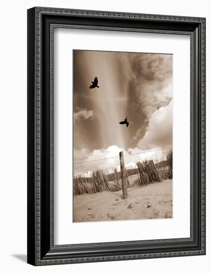 Two Raves Flying over the Dunes in Sepia Tones-Alaya Gadeh-Framed Photographic Print