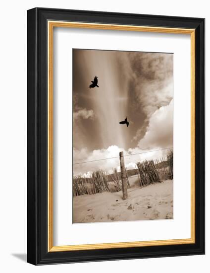 Two Raves Flying over the Dunes in Sepia Tones-Alaya Gadeh-Framed Photographic Print