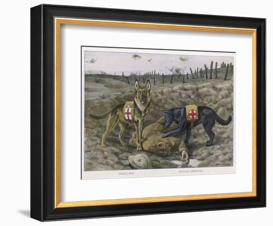 Two Red Cross Rescue Dogs a German Shepherd-Louis Agassiz Fuertes-Framed Photographic Print