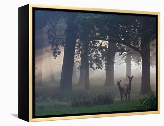 Two Red Deer, Cervus Elaphus, Wander Through the Mist in Autumn-Alex Saberi-Framed Premier Image Canvas