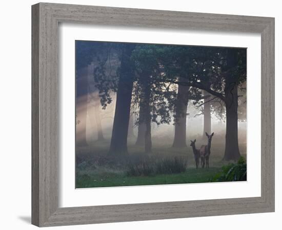 Two Red Deer, Cervus Elaphus, Wander Through the Mist in Autumn-Alex Saberi-Framed Photographic Print