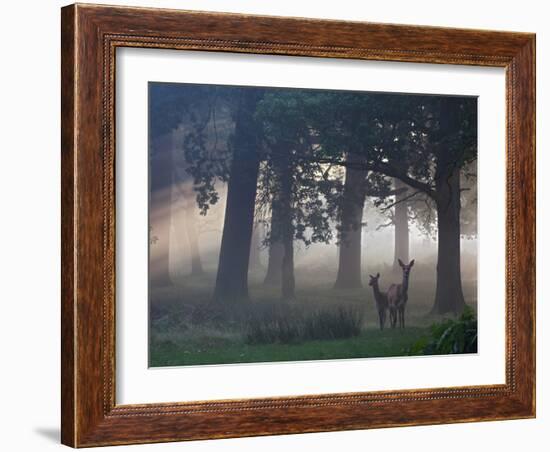 Two Red Deer, Cervus Elaphus, Wander Through the Mist in Autumn-Alex Saberi-Framed Photographic Print