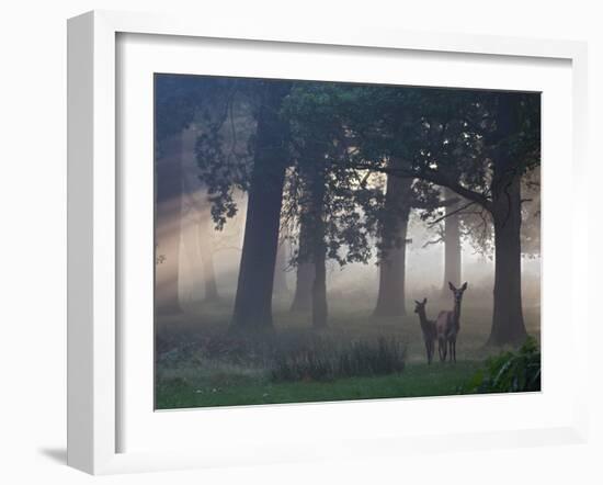 Two Red Deer, Cervus Elaphus, Wander Through the Mist in Autumn-Alex Saberi-Framed Photographic Print