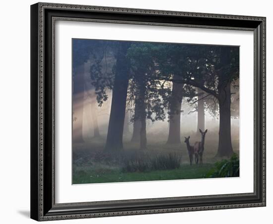 Two Red Deer, Cervus Elaphus, Wander Through the Mist in Autumn-Alex Saberi-Framed Photographic Print