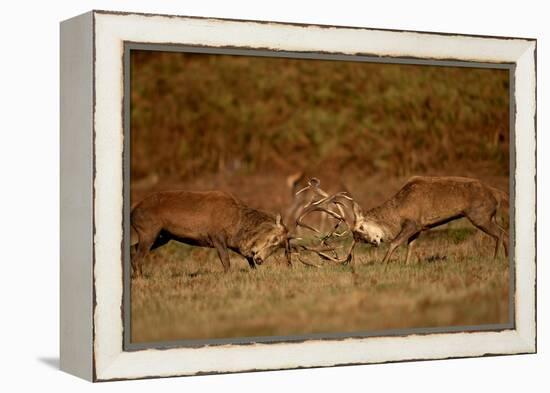 Two Red deer stags fighting, Bradgate Park, UK-Danny Green-Framed Premier Image Canvas