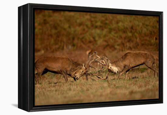 Two Red deer stags fighting, Bradgate Park, UK-Danny Green-Framed Premier Image Canvas