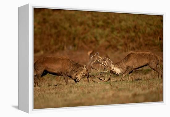 Two Red deer stags fighting, Bradgate Park, UK-Danny Green-Framed Premier Image Canvas