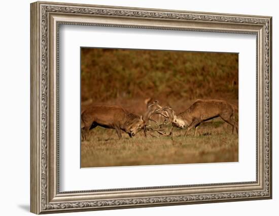 Two Red deer stags fighting, Bradgate Park, UK-Danny Green-Framed Photographic Print