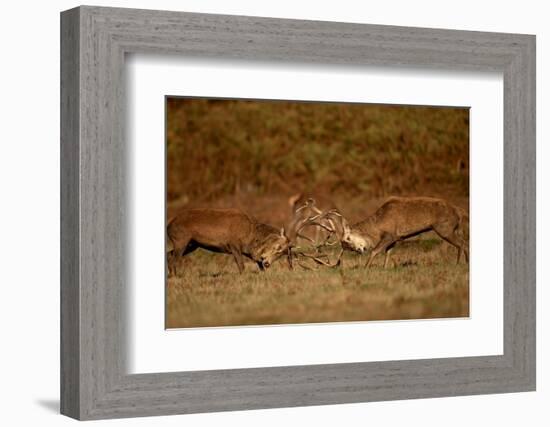 Two Red deer stags fighting, Bradgate Park, UK-Danny Green-Framed Photographic Print