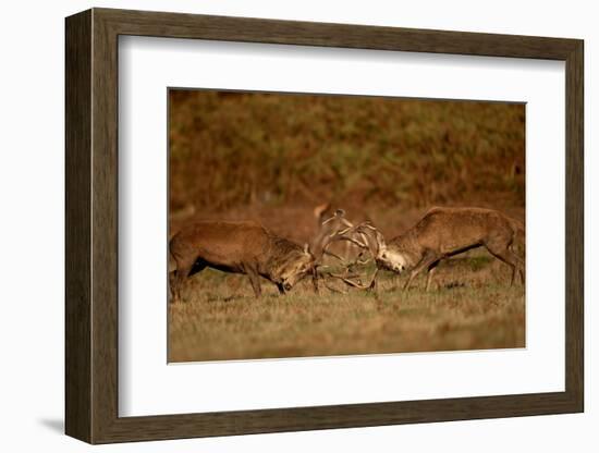 Two Red deer stags fighting, Bradgate Park, UK-Danny Green-Framed Photographic Print