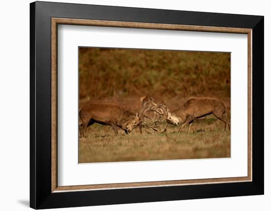 Two Red deer stags fighting, Bradgate Park, UK-Danny Green-Framed Photographic Print