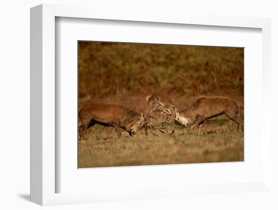 Two Red deer stags fighting, Bradgate Park, UK-Danny Green-Framed Photographic Print