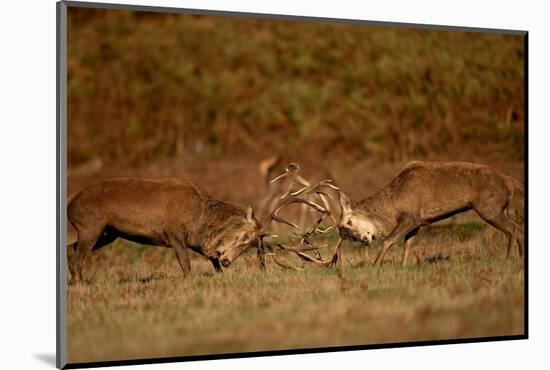 Two Red deer stags fighting, Bradgate Park, UK-Danny Green-Mounted Photographic Print