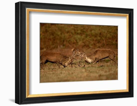 Two Red deer stags fighting, Bradgate Park, UK-Danny Green-Framed Photographic Print