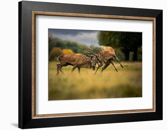 Two Red deer stags, fighting during the rut, Cheshire, UK-Ben Hall-Framed Photographic Print