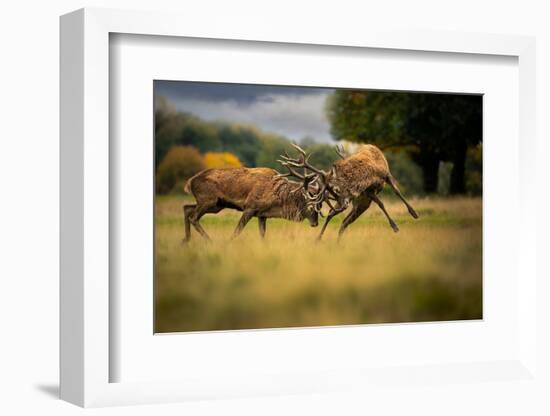 Two Red deer stags, fighting during the rut, Cheshire, UK-Ben Hall-Framed Photographic Print