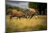 Two Red deer stags, fighting during the rut, Cheshire, UK-Ben Hall-Mounted Photographic Print
