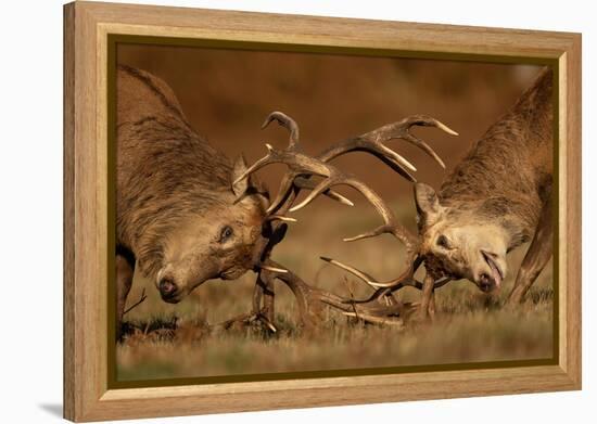 Two Red deer stags fighting, head to head, UK-Danny Green-Framed Premier Image Canvas