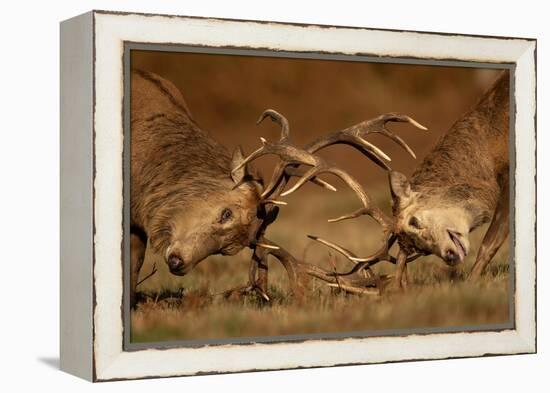 Two Red deer stags fighting, head to head, UK-Danny Green-Framed Premier Image Canvas