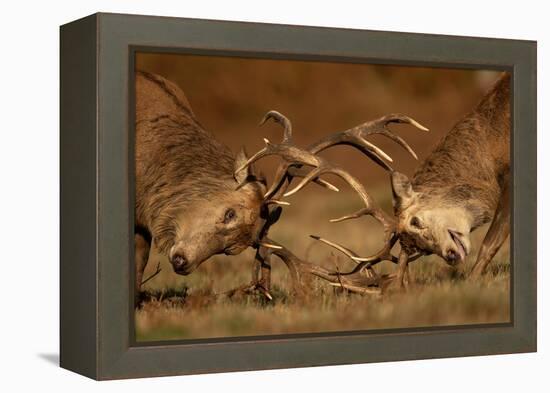 Two Red deer stags fighting, head to head, UK-Danny Green-Framed Premier Image Canvas