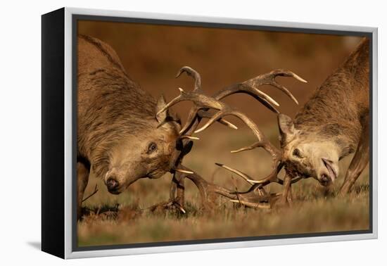 Two Red deer stags fighting, head to head, UK-Danny Green-Framed Premier Image Canvas