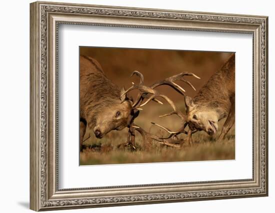Two Red deer stags fighting, head to head, UK-Danny Green-Framed Photographic Print