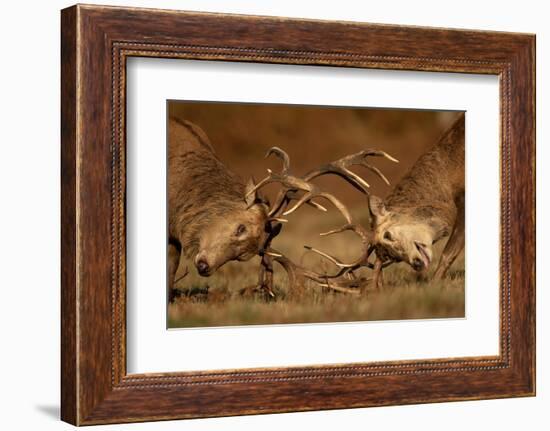 Two Red deer stags fighting, head to head, UK-Danny Green-Framed Photographic Print