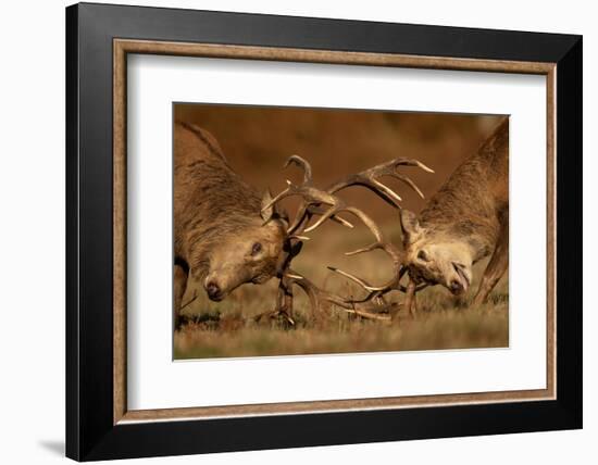 Two Red deer stags fighting, head to head, UK-Danny Green-Framed Photographic Print