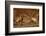 Two Red deer stags fighting, head to head, UK-Danny Green-Framed Photographic Print