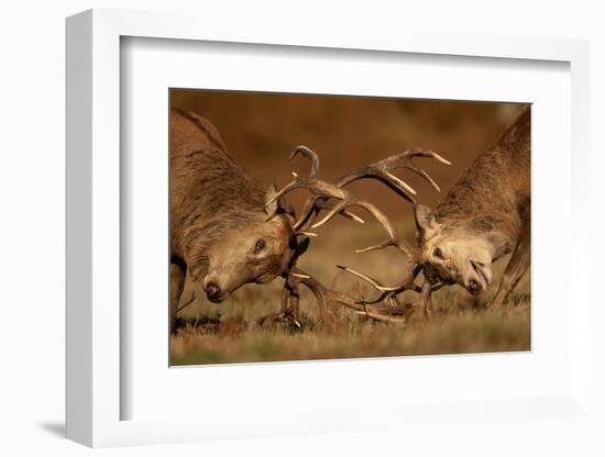 Two Red deer stags fighting, head to head, UK-Danny Green-Framed Photographic Print