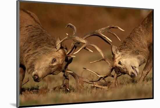 Two Red deer stags fighting, head to head, UK-Danny Green-Mounted Photographic Print