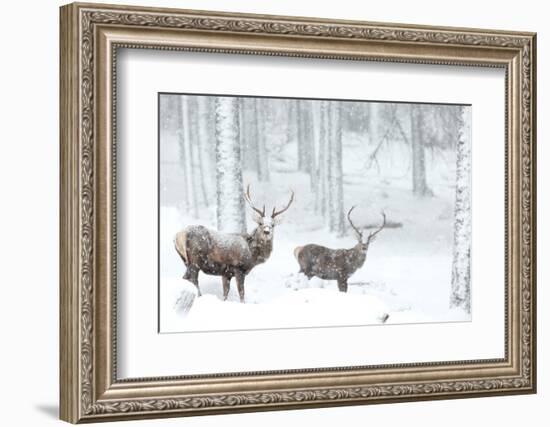 Two Red deer stags in falling snow, Cairngorms, Scotland, UK-Danny Green-Framed Photographic Print