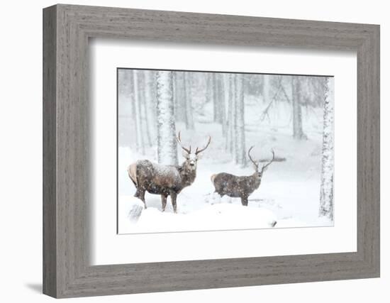 Two Red deer stags in falling snow, Cairngorms, Scotland, UK-Danny Green-Framed Photographic Print