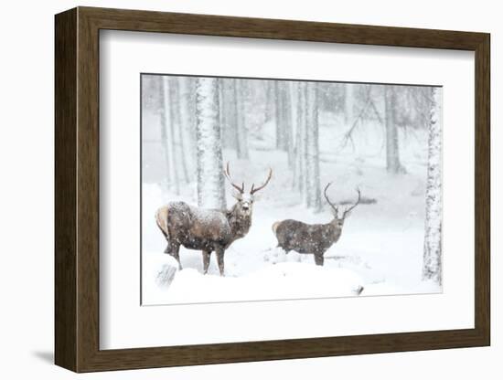 Two Red deer stags in falling snow, Cairngorms, Scotland, UK-Danny Green-Framed Photographic Print