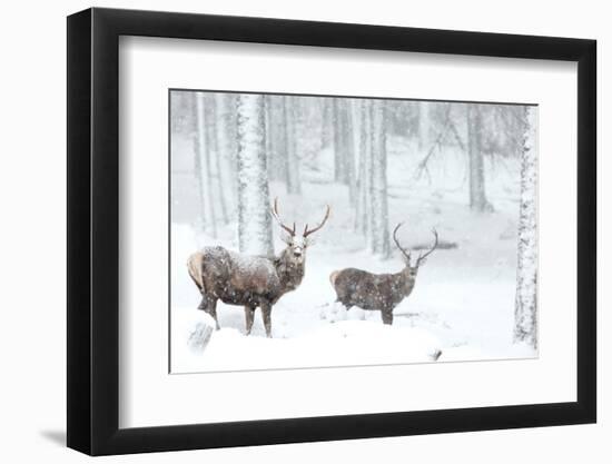 Two Red deer stags in falling snow, Cairngorms, Scotland, UK-Danny Green-Framed Photographic Print