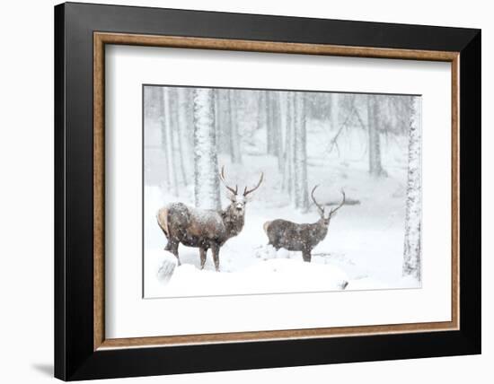 Two Red deer stags in falling snow, Cairngorms, Scotland, UK-Danny Green-Framed Photographic Print