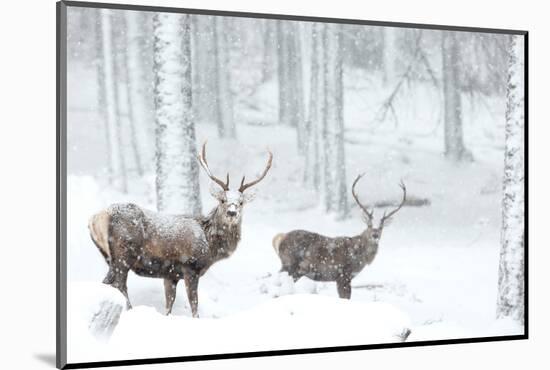 Two Red deer stags in falling snow, Cairngorms, Scotland, UK-Danny Green-Mounted Photographic Print
