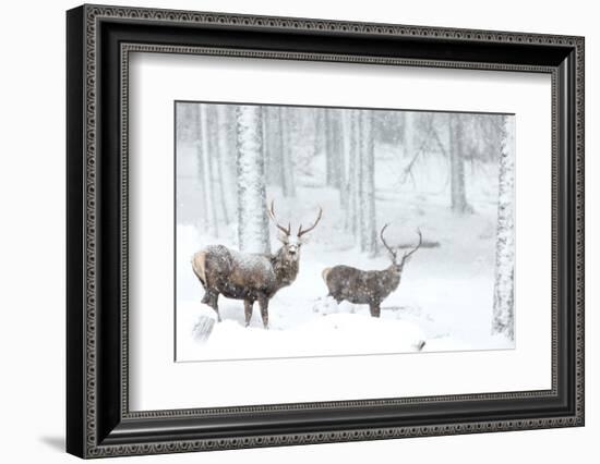 Two Red deer stags in falling snow, Cairngorms, Scotland, UK-Danny Green-Framed Photographic Print