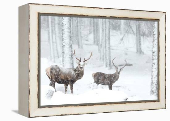 Two Red deer stags in falling snow, Cairngorms, Scotland, UK-Danny Green-Framed Premier Image Canvas