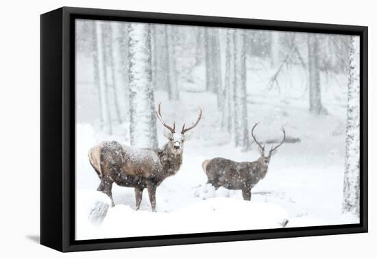 Two Red deer stags in falling snow, Cairngorms, Scotland, UK-Danny Green-Framed Premier Image Canvas