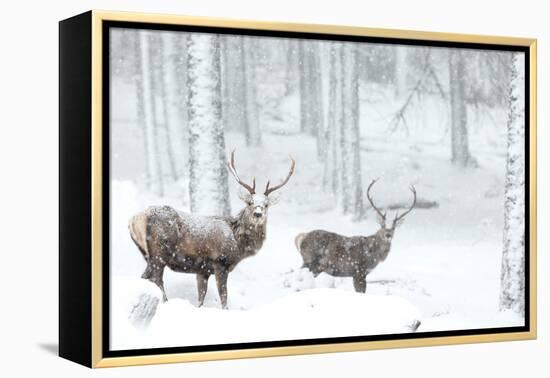 Two Red deer stags in falling snow, Cairngorms, Scotland, UK-Danny Green-Framed Premier Image Canvas