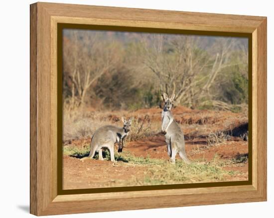 Two Red Kangaroos, Macropus Rufus, Mootwingee National Park, New South Wales, Australia, Pacific-Ann & Steve Toon-Framed Premier Image Canvas