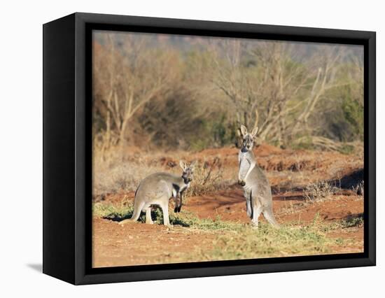 Two Red Kangaroos, Macropus Rufus, Mootwingee National Park, New South Wales, Australia, Pacific-Ann & Steve Toon-Framed Premier Image Canvas